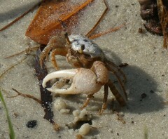 Minuca longisignalis