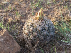 Coryphantha radians