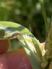 Sorghum