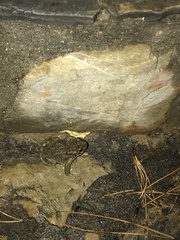 Bufotes viridis sitibundus