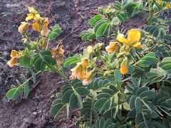 Senna