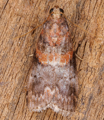 Acrobasis angusella