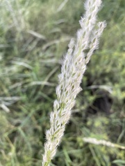 Digitaria californica