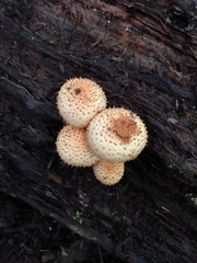 Pholiota squarrosoides
