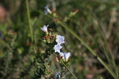 Lobostemon trigonus