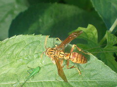 Polistes olivaceus