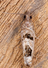 Eucosma tomonana