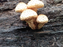 Pholiota squarrosoides