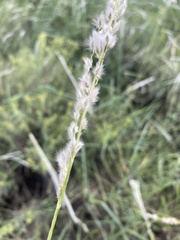 Digitaria californica
