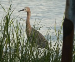 Egretta rufescens