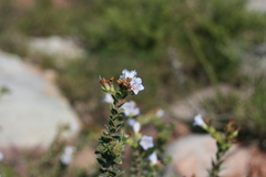 Lobostemon trigonus