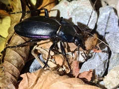Carabus germarii