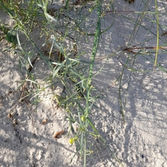 Linaria loeselii