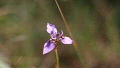Moraea algoensis