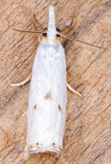 Microcrambus biguttellus