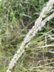Digitaria californica