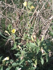Oenothera