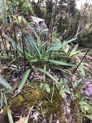 Asparagales