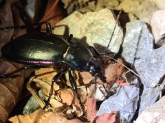 Carabus germarii