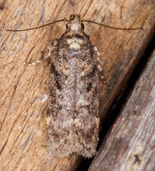 Chionodes mediofuscella