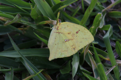 Phoebis neocypris