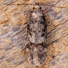 Chionodes mediofuscella