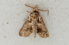 Paectes abrostoloides