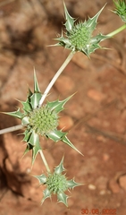 Eryngium ilicifolium