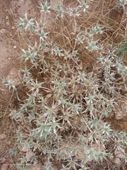 Eryngium ilicifolium