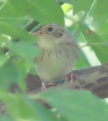 Ammodramus savannarum