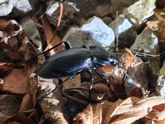 Carabus germarii