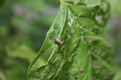 Disonycha glabrata