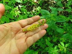Solidago flexicaulis