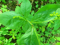 Solidago flexicaulis
