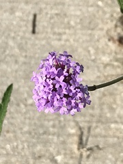 Verbena bonariensis