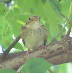 Ammodramus savannarum