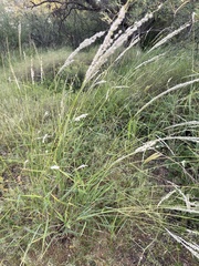 Digitaria californica