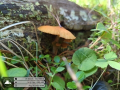Gymnopilus liquiritiae