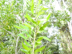 Persoonia