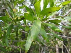 Persoonia