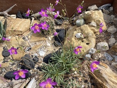 Phemeranthus calycinus