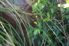 Ochna serrulata