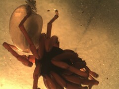 Dysdera