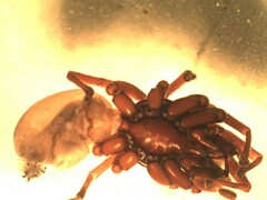 Dysdera