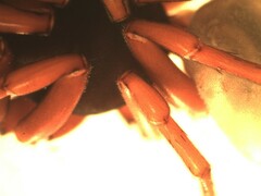 Dysdera