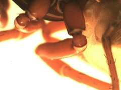 Dysdera