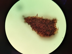 Gymnopilus liquiritiae