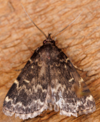 Idia lubricalis