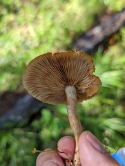 Gymnopilus liquiritiae