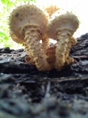 Pholiota squarrosoides